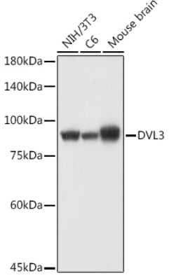 Western Blot: Dishevelled-3 Antibody [NBP3-03068] - Western blot analysis of extracts of various cell lines, using Dishevelled-3 antibody (NBP3-03068) at 1:1000 dilution. Secondary antibody: HRP Goat Anti-Rabbit IgG (H+L) at 1:10000 dilution. Lysates/proteins: 25ug per lane. Blocking buffer: 3% nonfat dry milk in TBST. Detection: ECL Basic Kit. Exposure time: 10s.